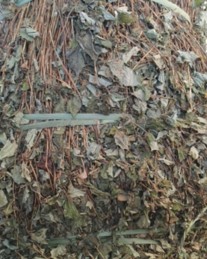鱼腥草折耳根野生鱼腥草好货批发，整株，切断均可！