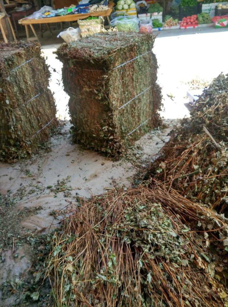 鱼腥草折耳根野生鱼腥草好货批发，整株，切断均可！