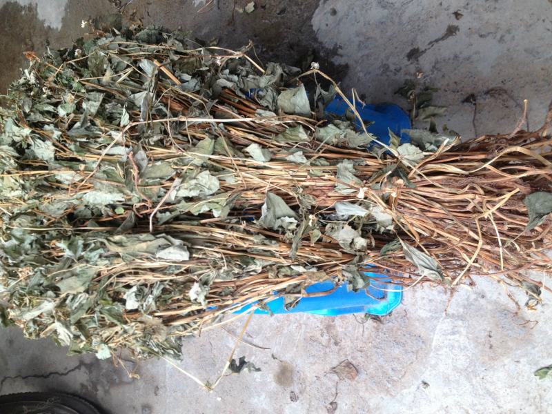 鱼腥草折耳根野生鱼腥草好货批发，整株，切断均可！
