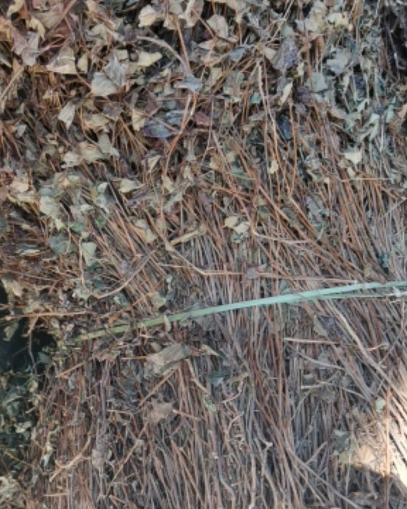 鱼腥草折耳根野生鱼腥草好货批发，整株，切断均可！