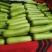 广东瓠瓜（精品蒲瓜大量上市）基地直发品质保证