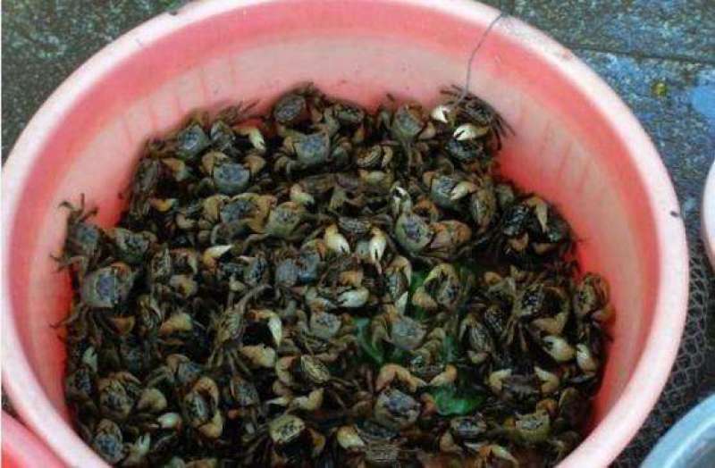 儿时的味道！宠物相手蟹，将军蟹，螃蜞，蟛蜞，小螃蟹