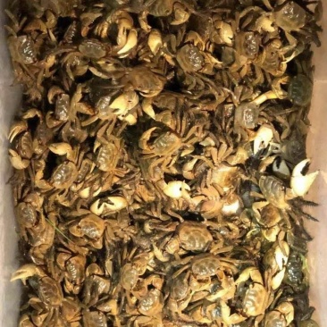 儿时的味道！宠物相手蟹，将军蟹，螃蜞，蟛蜞，小螃蟹