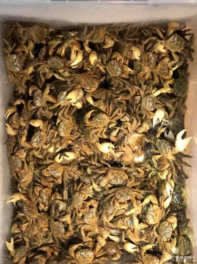 儿时的味道！宠物相手蟹，将军蟹，螃蜞，蟛蜞，小螃蟹