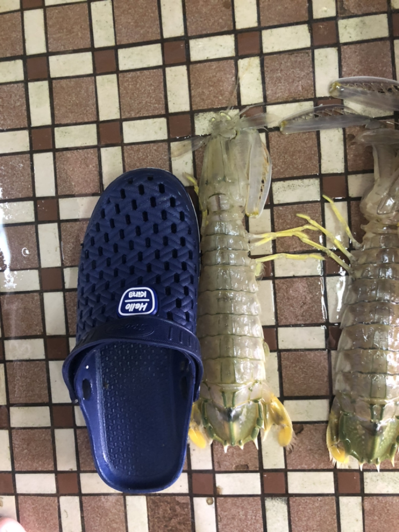 泰国尿虾，进口皮皮虾，规格0.3-1大小都有，价格价
