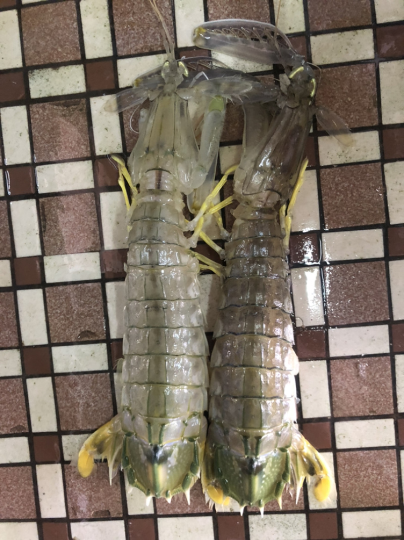 泰国尿虾，进口皮皮虾，规格0.3-1大小都有，价格价