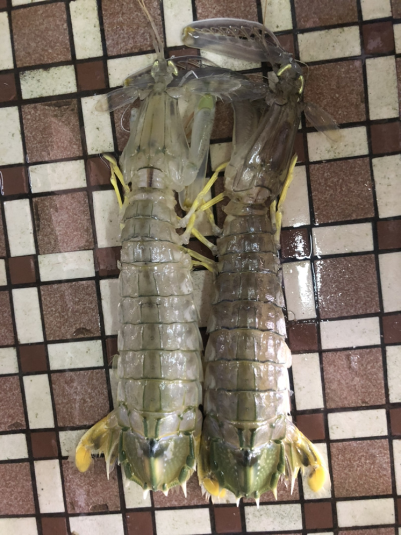 泰国尿虾，进口皮皮虾，规格0.3-1大小都有，价格价