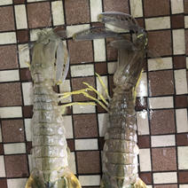 泰国尿虾，进口皮皮虾，规格0.3-1大小都有，价格价