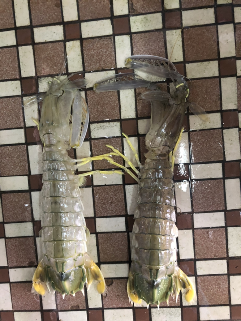 泰国尿虾，进口皮皮虾，规格0.3-1大小都有，价格价