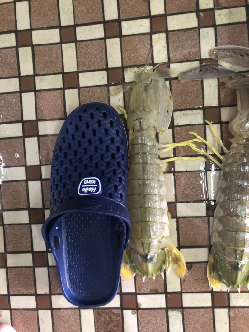 泰国尿虾，进口皮皮虾，规格0.3-1大小都有，价格价
