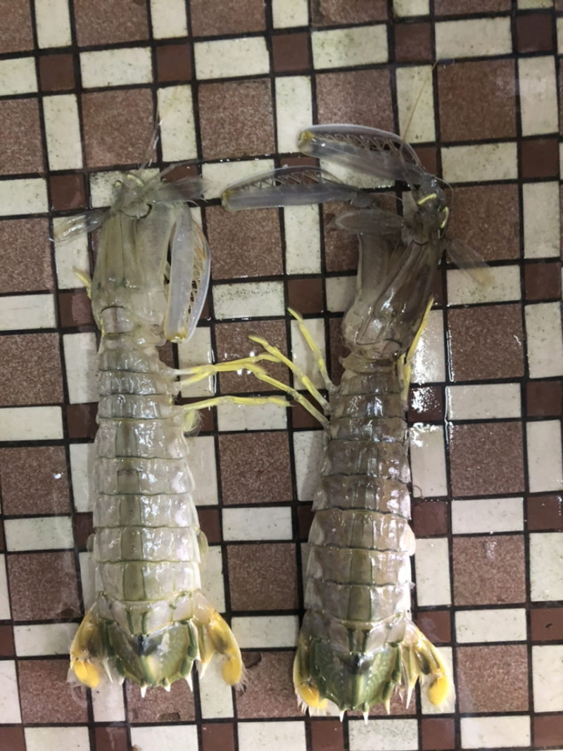 泰国尿虾，进口皮皮虾，规格0.3-1大小都有，价格价