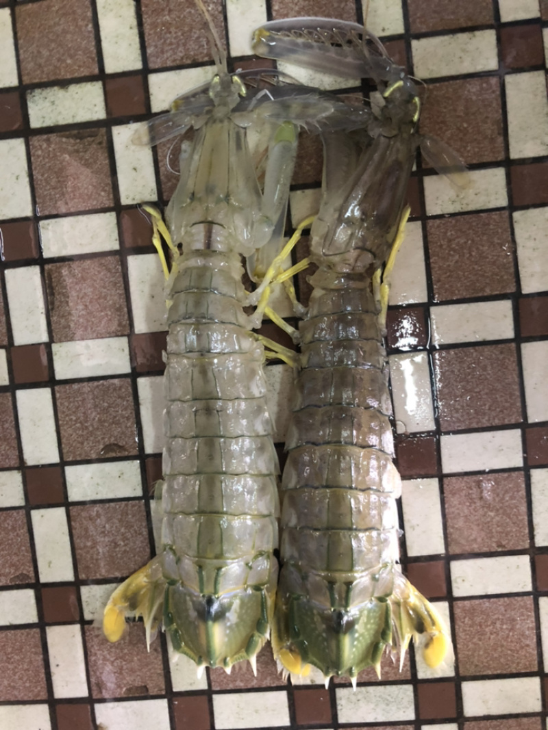 泰国尿虾，进口皮皮虾，规格0.3-1大小都有，价格价