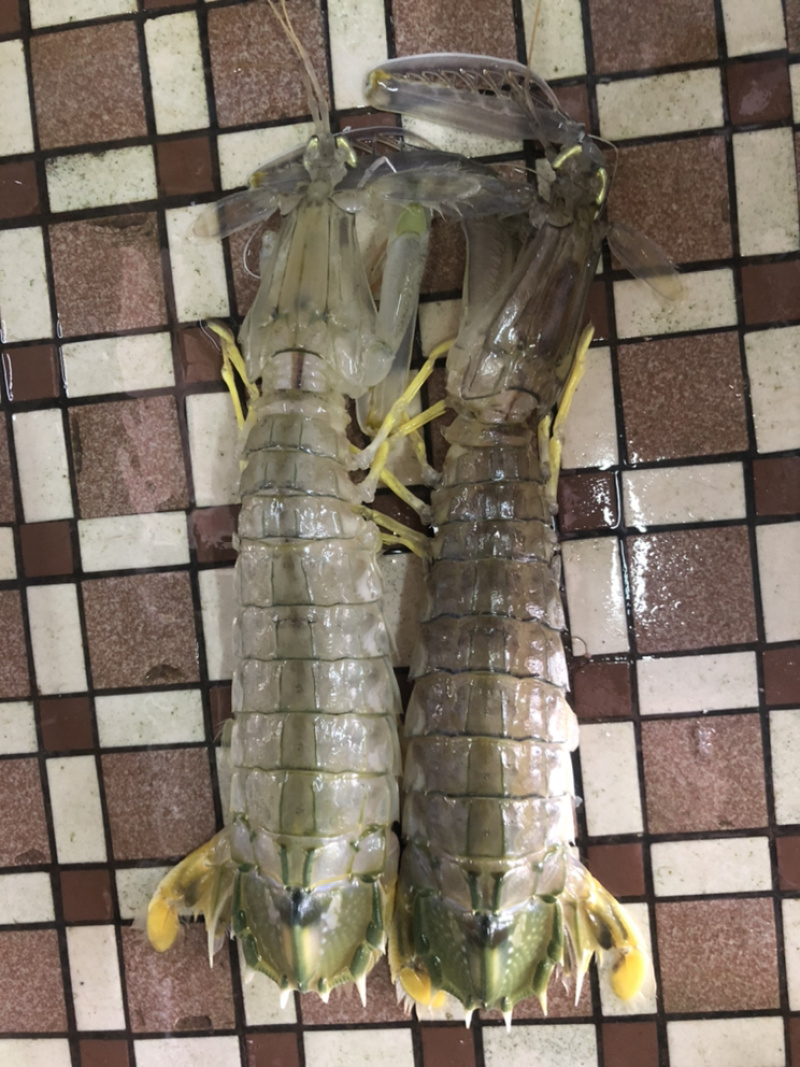 泰国尿虾，进口皮皮虾，规格0.3-1大小都有，价格价