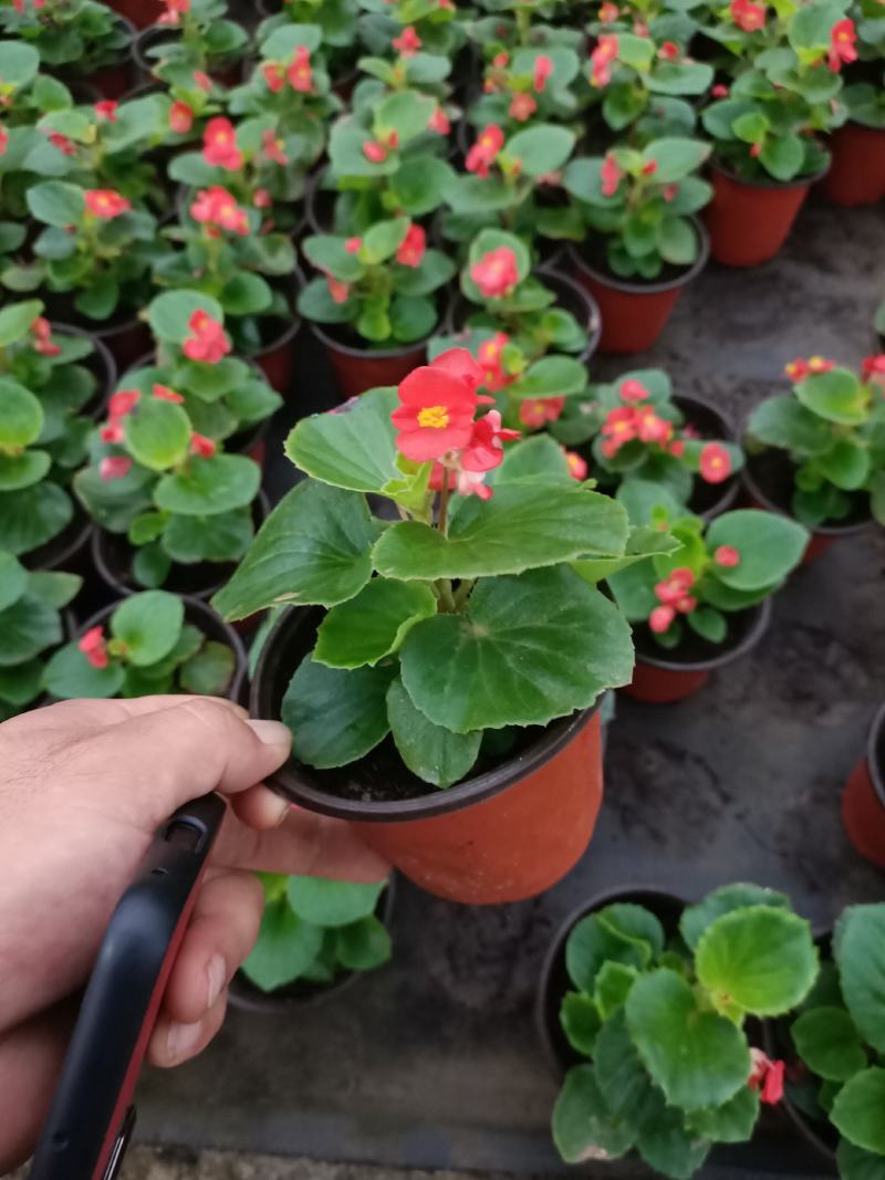 孔雀草四季海棠一串红