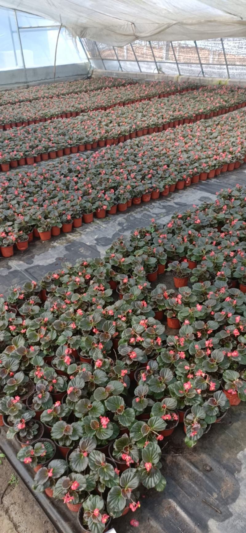 孔雀草四季海棠一串红