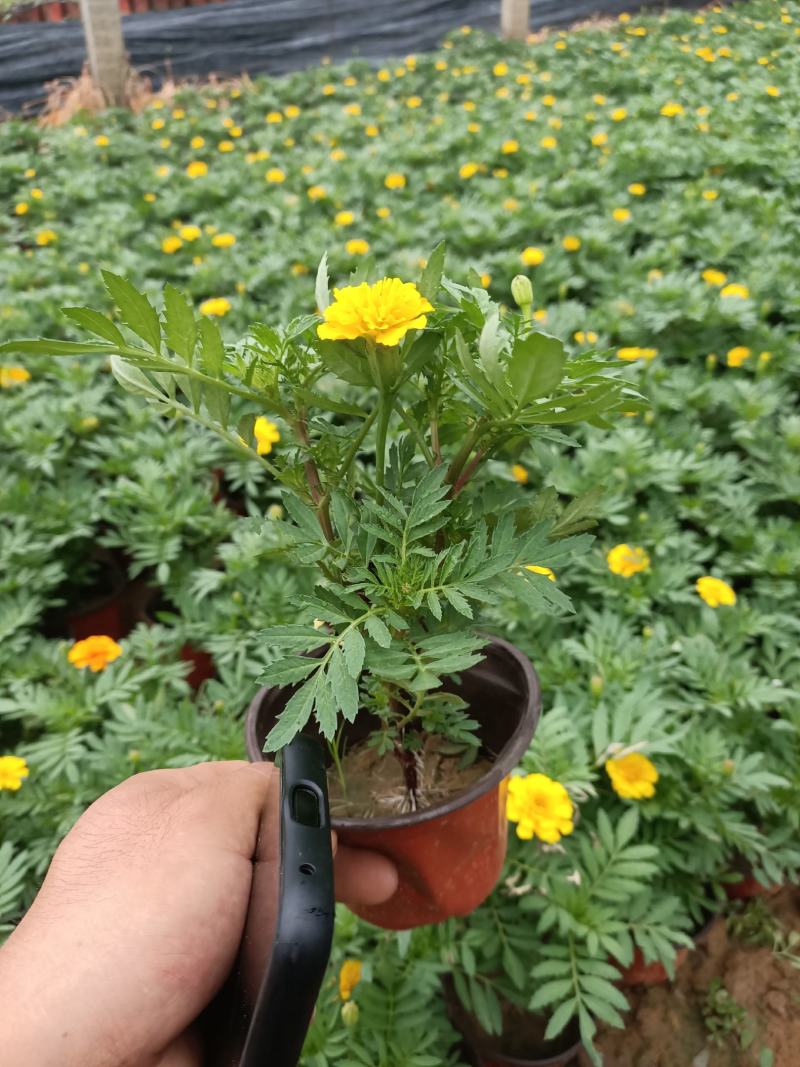 孔雀草四季海棠一串红