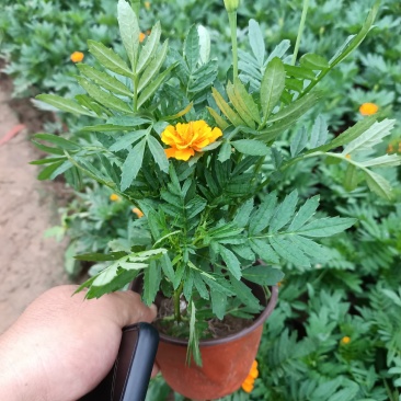 孔雀草四季海棠一串红