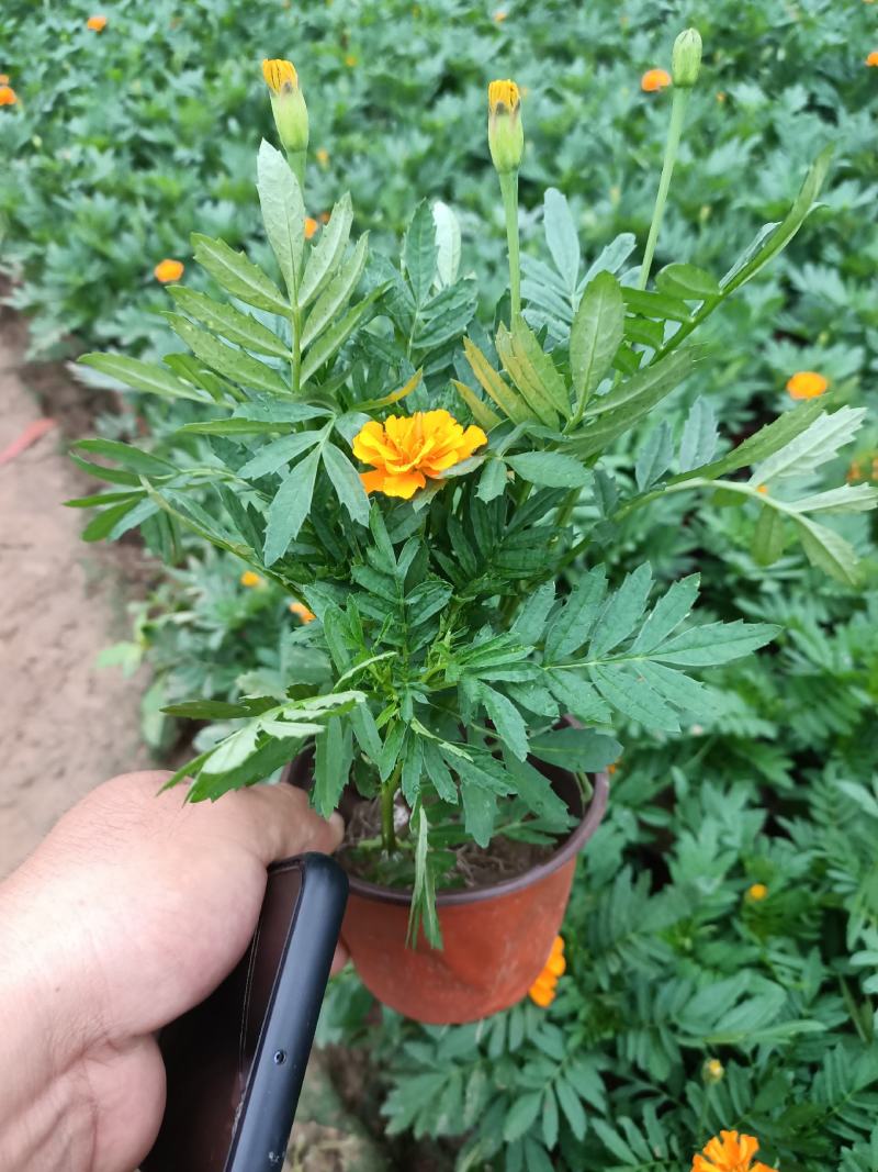 孔雀草四季海棠一串红