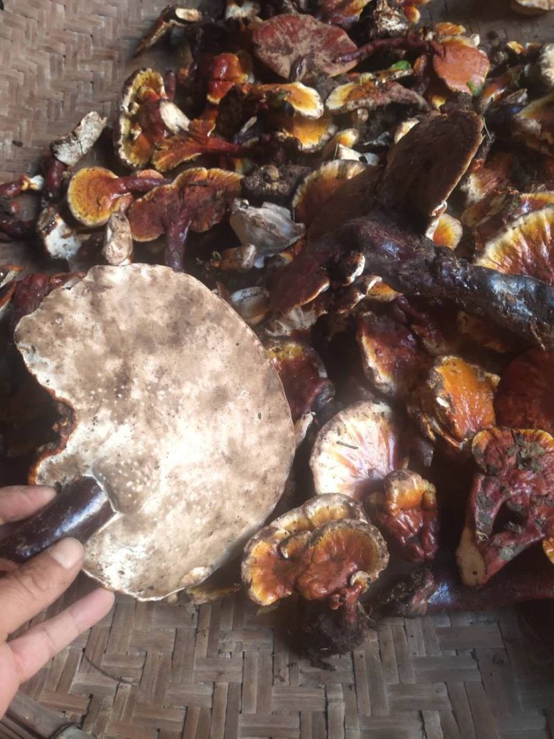 红灵芝（源自中缅边境，干鲜货均有）海拔1800米纯野生