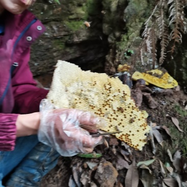 深山老林里的纯野蜂蜜