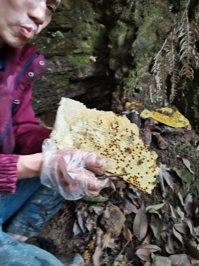 深山老林里的纯野蜂蜜