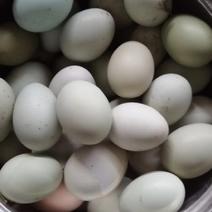 长期出售农家散养土鸡蛋