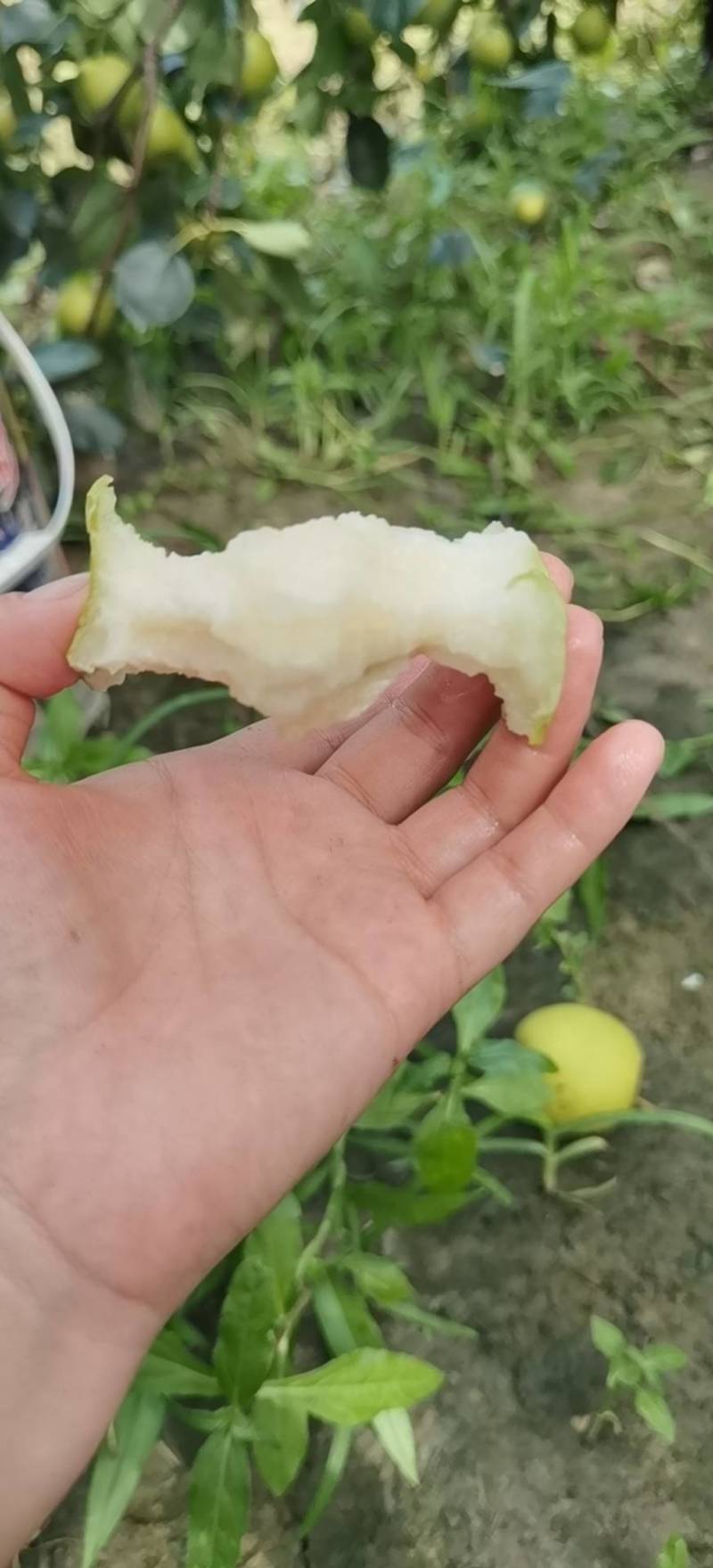 （酥甜，无渣）皇冠梨大量批发，质量有保证！量大从优！