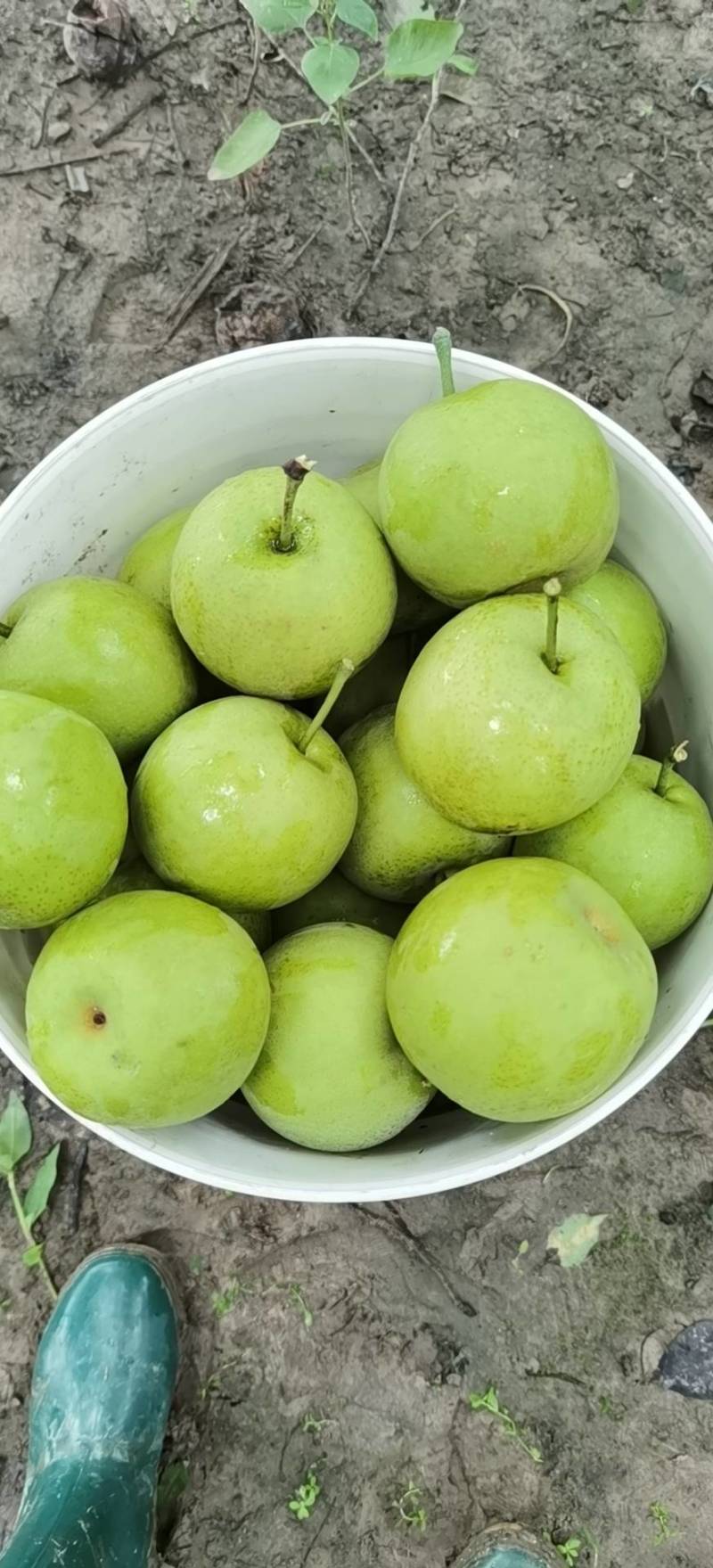 （酥甜，无渣）皇冠梨大量批发，质量有保证！量大从优！