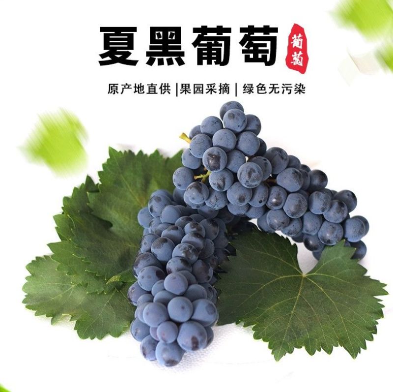 安徽热销夏黑葡萄无籽葡萄基地种植新鲜采摘