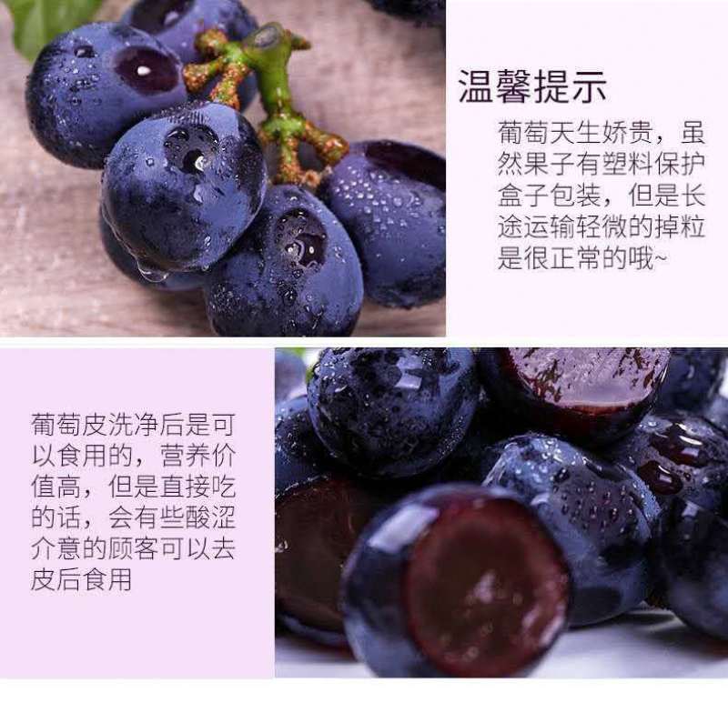 安徽热销夏黑葡萄无籽葡萄基地种植新鲜采摘