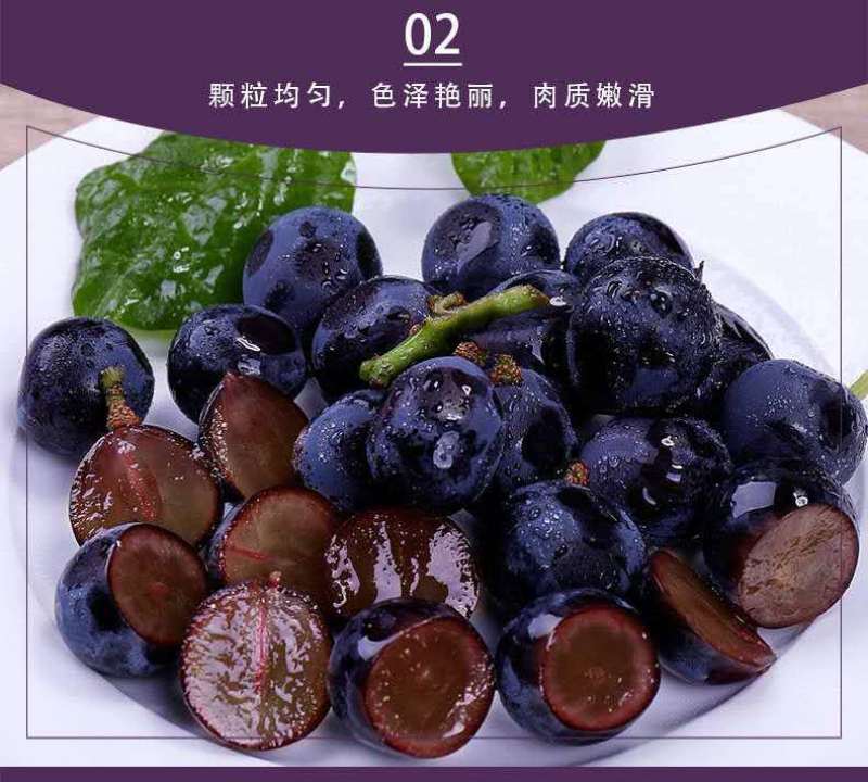 安徽热销夏黑葡萄无籽葡萄基地种植新鲜采摘