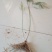 芦笋苗根粗苗壮成活率高抗病性强丰产稳产适宜四季栽培