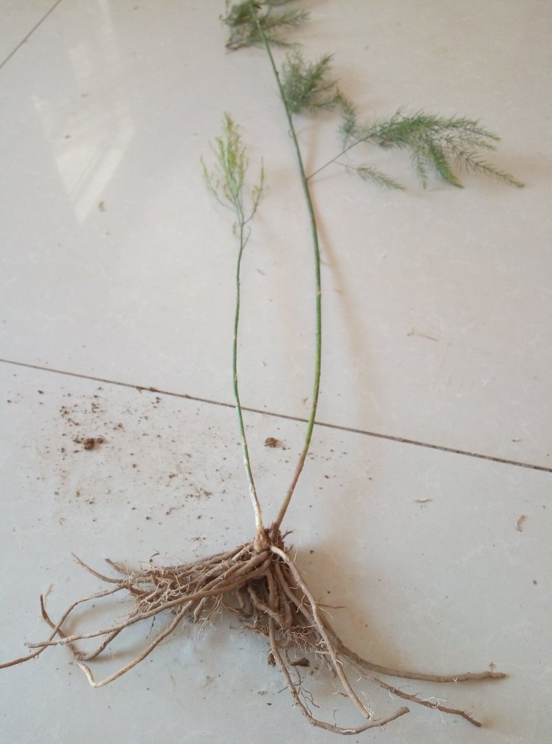 芦笋苗根粗苗壮成活率高抗病性强丰产稳产适宜四季栽培