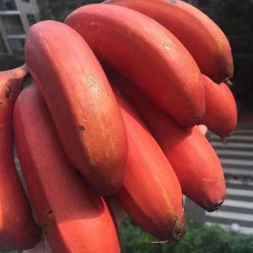 精品美人蕉，红香蕉，产地一手货源，接团购，一件代发