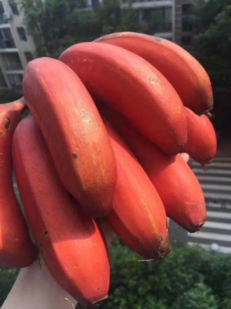 精品美人蕉，红香蕉，产地一手货源，接团购，一件代发