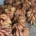 精品美人蕉，红香蕉，产地一手货源，接团购，一件代发