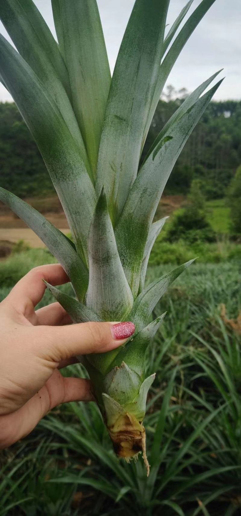 西瓜凤梨苗地菠萝苗高产6-10斤