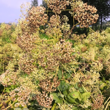 白芷种子，改良白芷种子，纯新白芷种子，个头大，