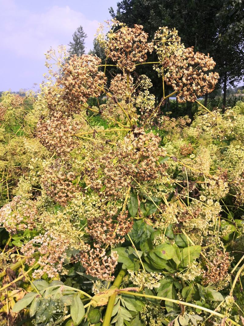 白芷种子，改良白芷种子，纯新白芷种子，个头大，