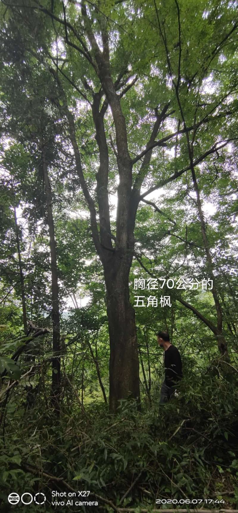 大规格五角枫，胸径70.分枝5米