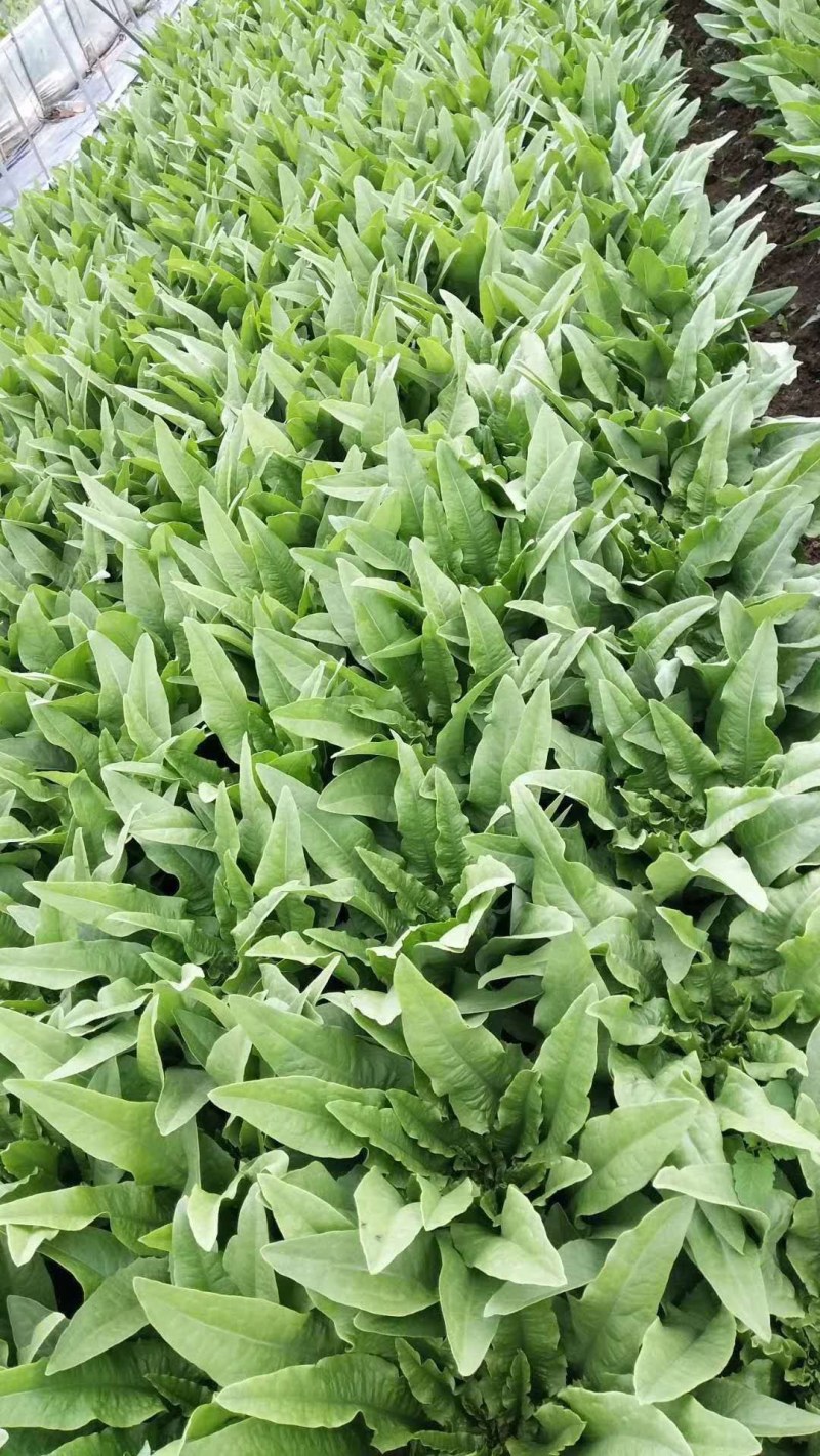 油麦菜，叶菜，青菜油菜