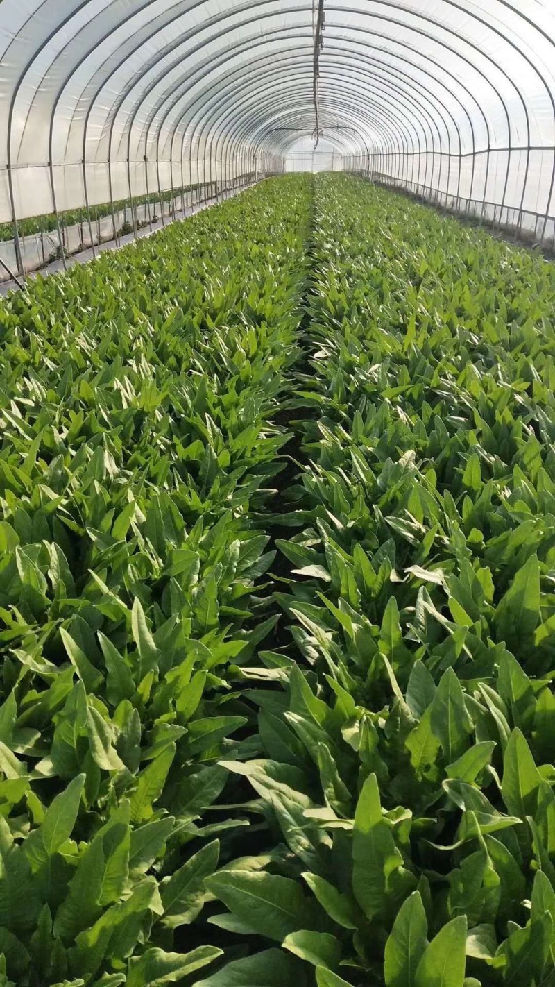 油麦菜，叶菜，青菜油菜