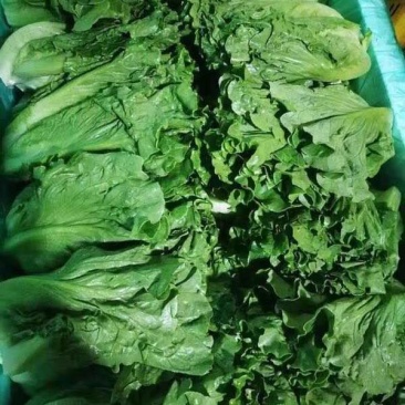 生菜，意大利，卷芯菜，叶菜，个头均匀，颜色漂亮