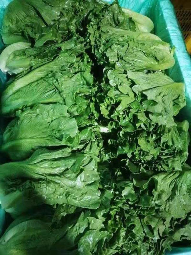 生菜，意大利，卷芯菜，叶菜，个头均匀，颜色漂亮
