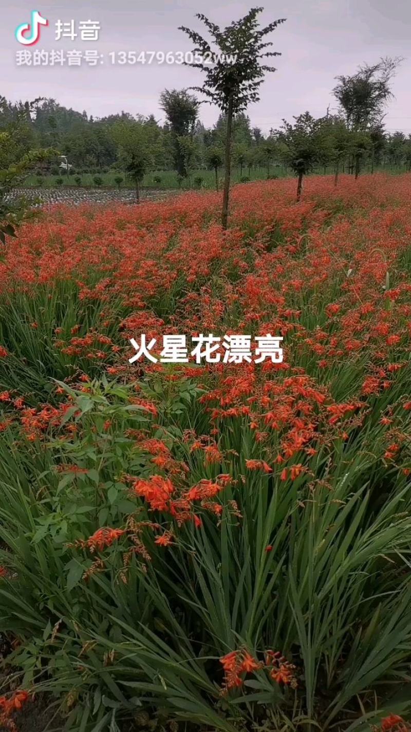 火星花