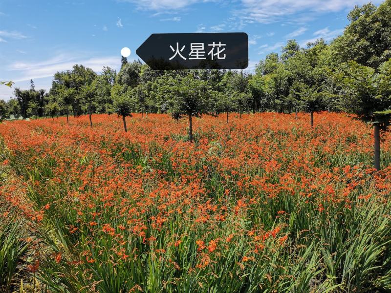 火星花