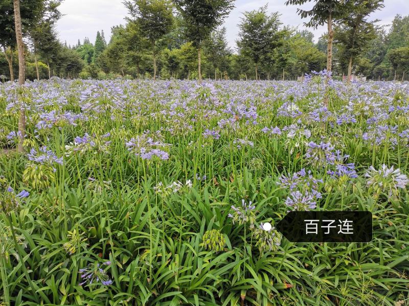 百子连。地苗杯苗都量。自产自销