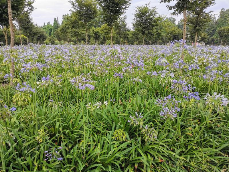 百子连。地苗杯苗都量。自产自销
