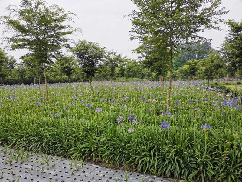 百子连。地苗杯苗都量。自产自销
