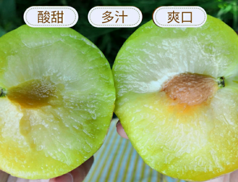 【有好货】秋姬李周至李子酸甜可口今年量少，预订火热